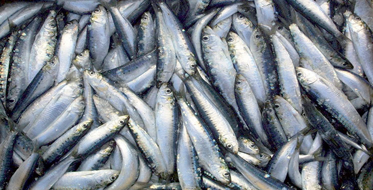 Campagne scientifique maroco-espagnole sur la connectivité entre populations de sardines en Méditerranée