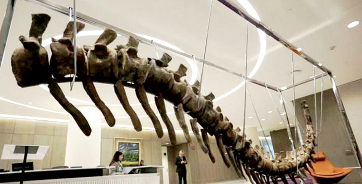Affaire de la mise en vente aux enchères du spécimen : Aucun avis favorable n’a été délivré pour l’exportation de la queue du dinosaure