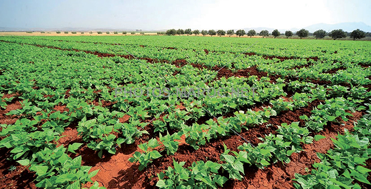 La tutelle le confirme : Les conditions climatiques favorables à la campagne agricole