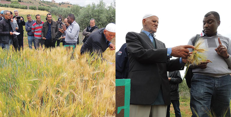Al-Hoceima : De nouvelles variétés d’orge mises en avant