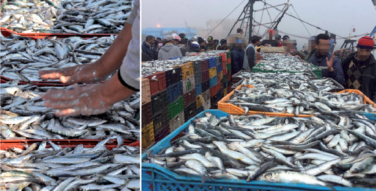 La Mafia de la sardine