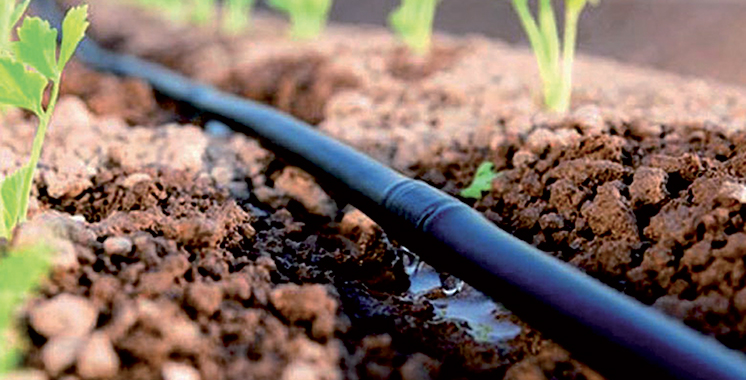 Exonération des agriculteurs du bassin du Loukkos de la redevance relative au minimum de consommation de l’eau d’irrigation : La Chambre d’Agriculture de Tanger-Tétouan-Al Hoceima salue la décision du ministère
