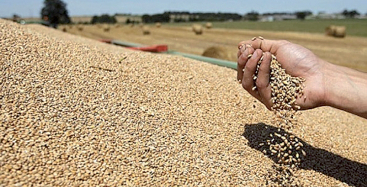 La production céréalière s’élève à 52 millions de quintaux