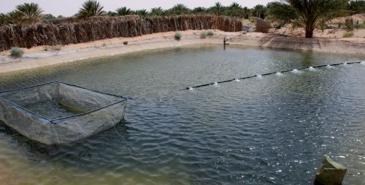 124 fermes aquacoles seront réalisées à Dakhla-Oued Eddahab