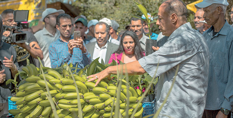 Bananes : Des agriculteurs à Kénitra bénéficient d’une formation de haut niveau