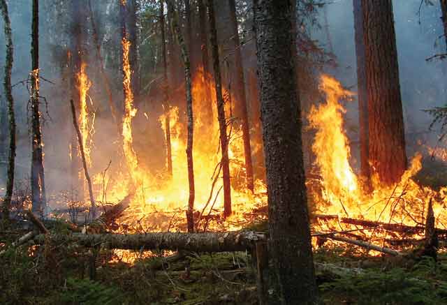Maroc : 15 hectares de la forêt Maamora ravagés par le feu