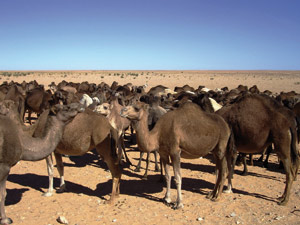 rencontre dakhla