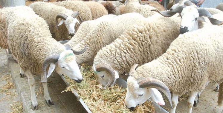Cheptel ovin : Une production de  130.000 tonnes assurée annuellement