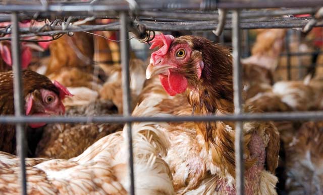 Aviculture : Léger repli  du prix de  vente moyen  des poulets  et dindes