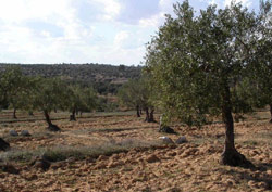 Industrie : L’huile d’olive, un marché en expansion