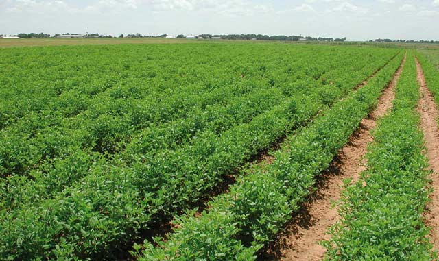 Des perspectives favorables pour le secteur agricole marocain
