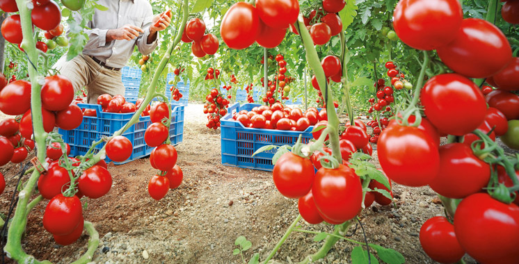 TOMATE CERISE DU MAROC, Importer Tomate Cerise du Maroc