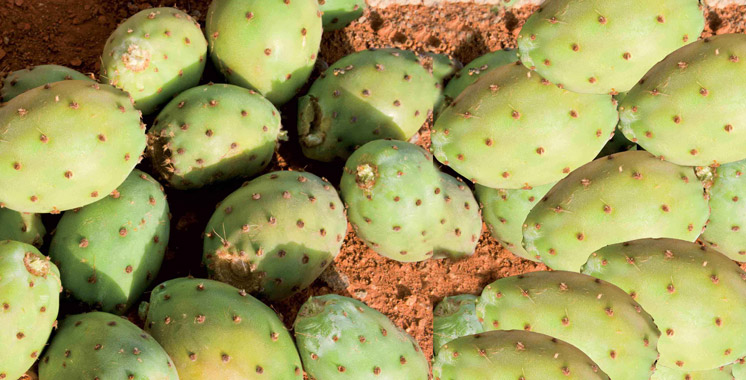 Le cactus marocain menacé: Le ministère de l'Agriculture réagit