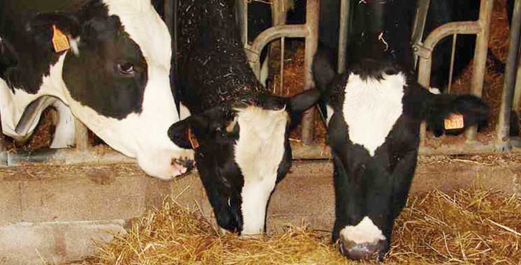 Système d’identification et de traçabilité animales (SNIT): Plus de 3 millions de têtes bovines identifiées