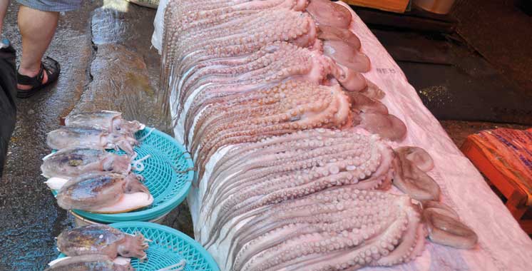 Pêche du poulpe : Feu vert pour la saison d’été à Dakhla