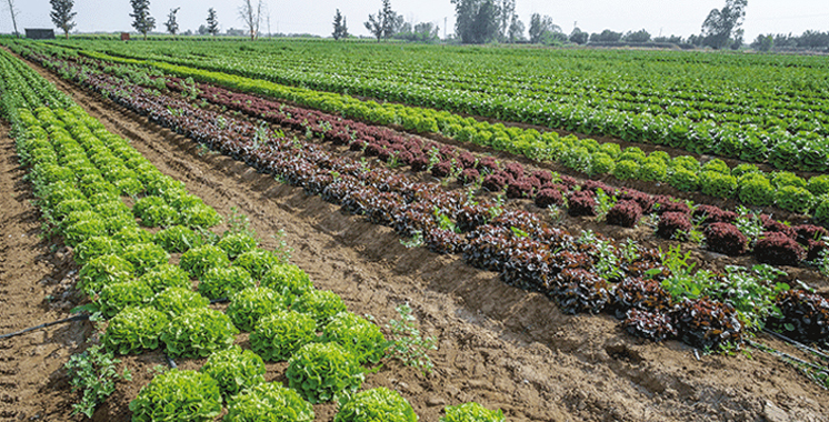 Agriculture durable : Oxford Business Group énumère les actions du Maroc