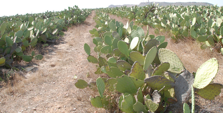 Guelmim-Oued Noon: Malgré la conjoncture difficile, le cactus réalise des résultats encourageants