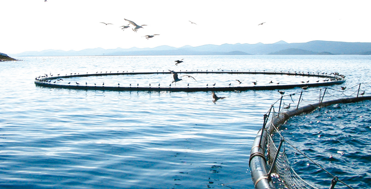 Aquaculture marine : Une nouvelle charte  en voie d’approbation