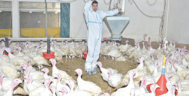 APV : Le statut immunitaire des volailles marocaines est devenu efficace