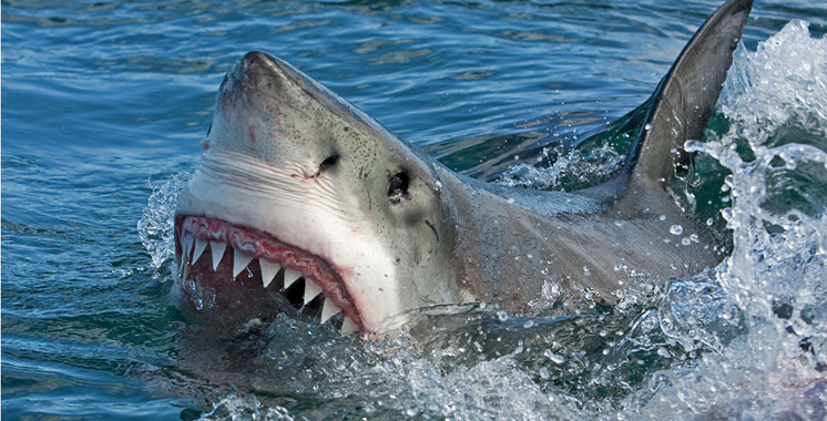 Australie: Un requin tue une jeune surfeuse devant ses parents