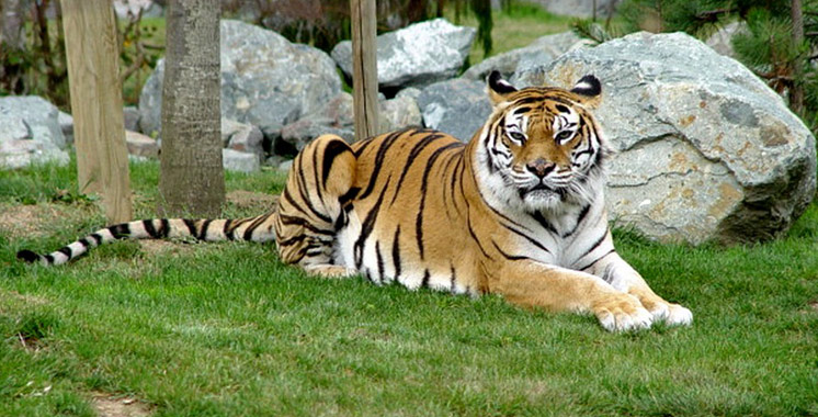 GB : Une gardienne de zoo tuée par un tigre en Angleterre