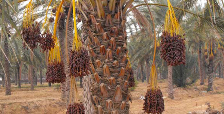 Filière phoenicicole : Enabel lance une campagne de promotion des dattes marocaines dans les GMS