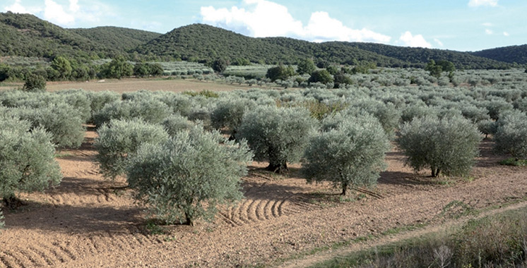 Production d’olives à Tanger-Tétouan- Al Hoceima : Nouveau record en vue