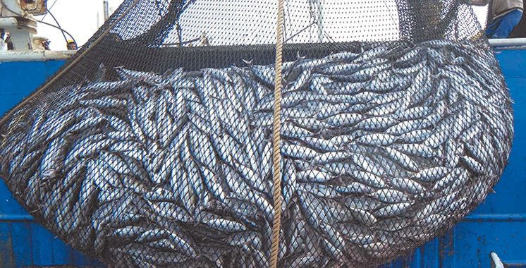 Médoc : la pêche côtière traditionnelle au filet fixe pourrait