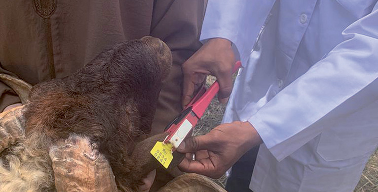 Aïd Al Adha : Plus de 4,5 millions d’ovins et de caprins déjà identifiés