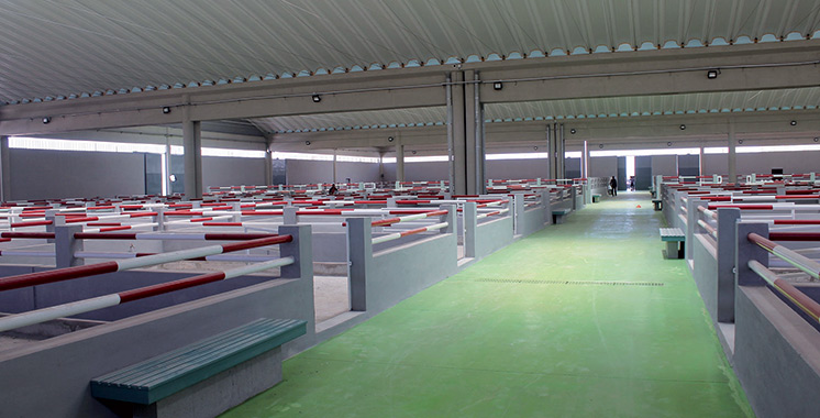 Pour un investissement total de 33 millions DH : Un marché aux bestiaux dernier cri voit le jour à Laâyoune