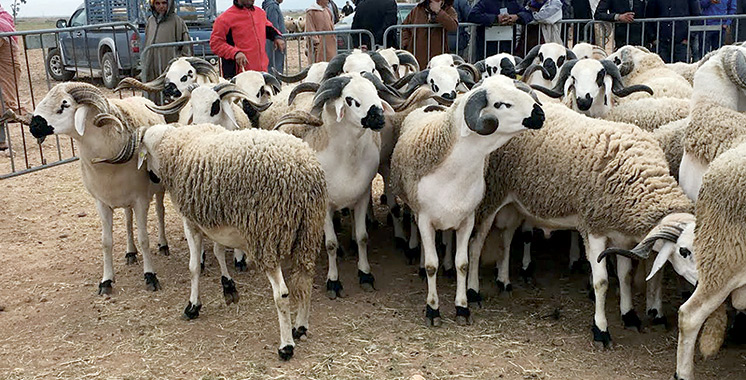 Aïd Al-Adha : Plus de 3 millions d’ovins  et de caprins identifiés