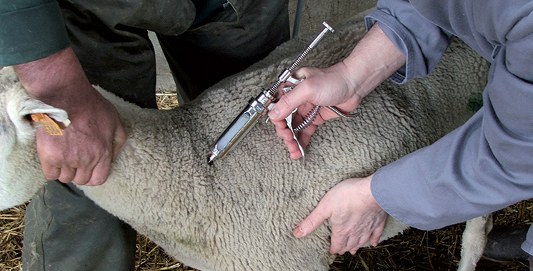 Fièvre aphteuse : Près de 19 millions de têtes de bétail vaccinées