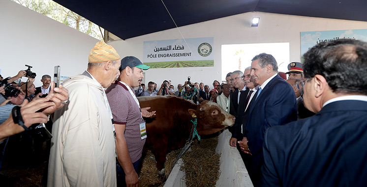 Le 1er marché à bestiaux moderne du Maroc fin prêt