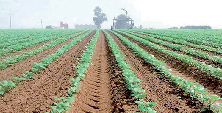 Agriculture durable : Crédit Agricole du Maroc et l’AFD pleinement mobilisées