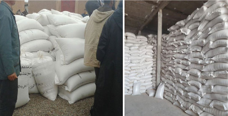 Sauvegarde du cheptel : 40.000 quintaux d’orge subventionné au profit des éleveurs de Dakhla