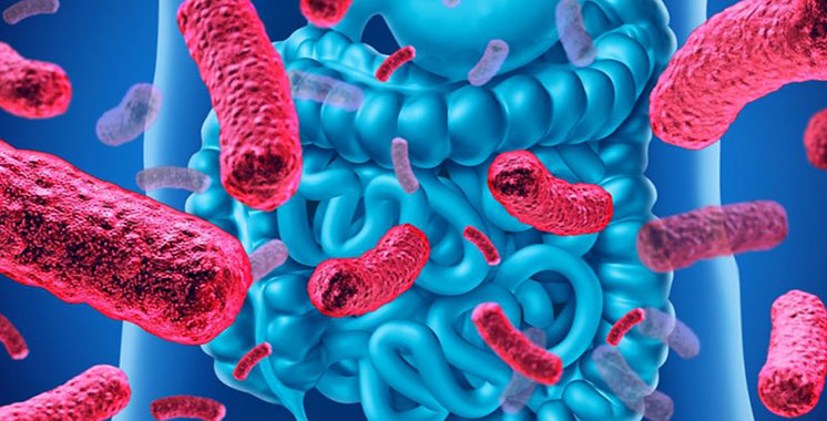 Covid-19 : Si le salut venait de notre Microbiote