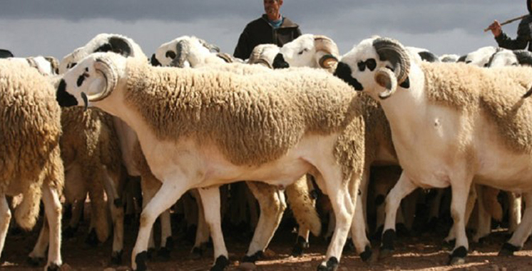 Aïd Al Adha 1443: 6 millions de têtes d’ovins et de caprins identifiés