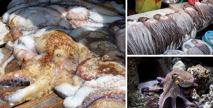 Pour préserver cette pêcherie : Repos biologique pour le poulpe  du 16 avril au 30 juin