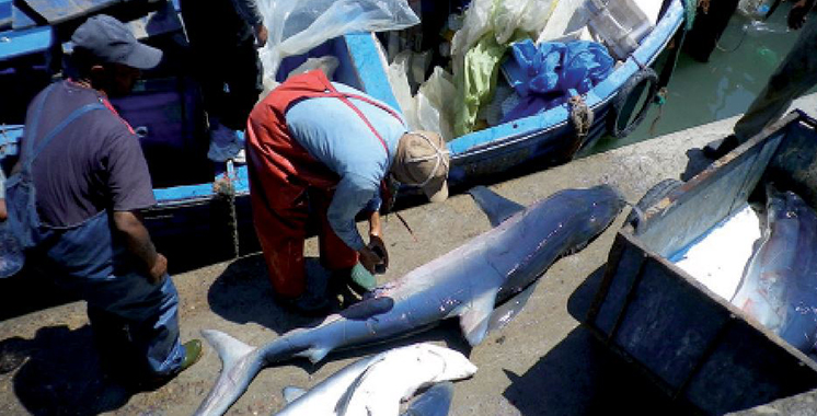 Stratégie Halieutis : Deux espèces de requin interdites  à la pêche pendant 5 ans
