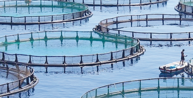 Examen des moyens de promouvoir le secteur de l’aquaculture à Souss-Massa