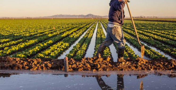 Casablanca-Settat : Le programme agricole réalisé à 100%