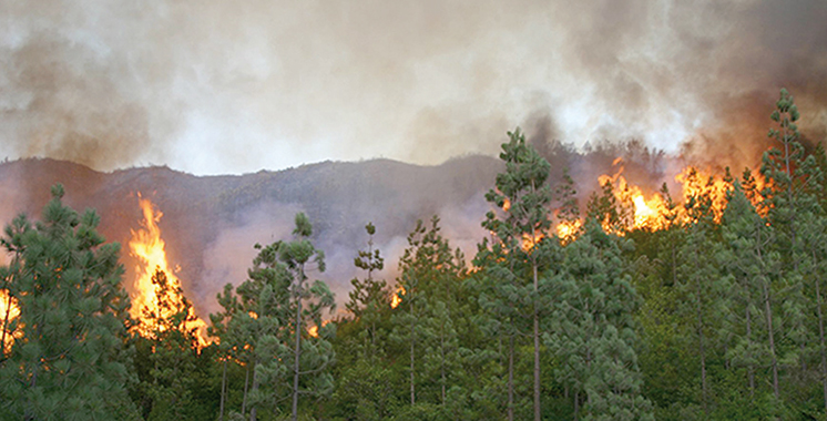 Feu de forêt à M’diq-Fnideq: 3 éléments de la Protection civile décédés