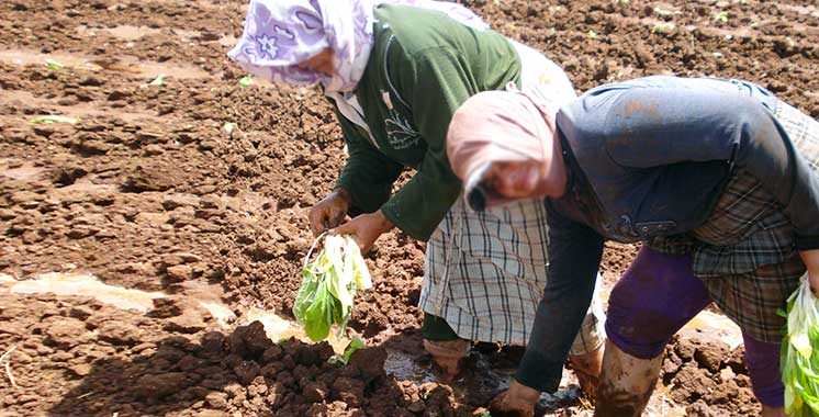 ORMVA/SM lance le chantier de l'amélioration des conditions du travail agricole
