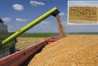 Céréales : Comment  le Maroc sécurise  son approvisionnement