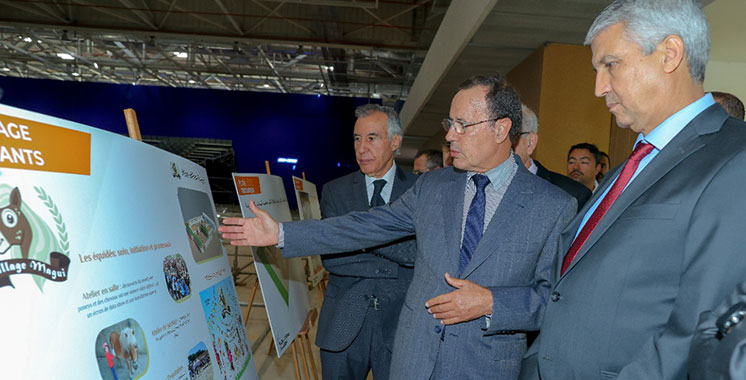 13ème édition du Salon du cheval d’El Jadida: Les préparatifs vont bon train