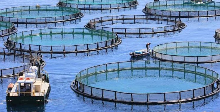 Aquaculture: Bientôt 1.350 ha ouverts aux investisseurs des régions Guelmim-Oued Noun et Laâyoune-Sakia El Hamra