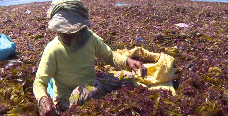 Les algues marines pour l'agriculture : une innovation durable