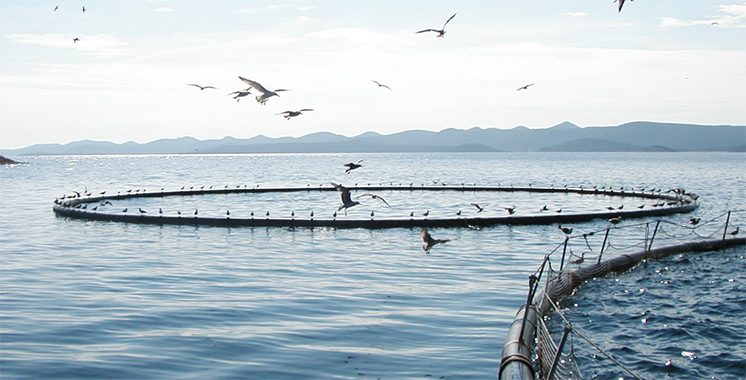 A new roadmap for aquaculture – Morocco Today