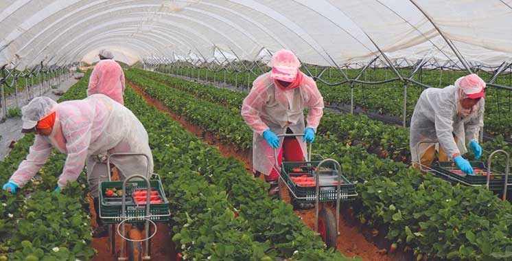 Industrie des fruits rouges:  Agadir à l’heure de la 5è édition de la «Morocco Berry Conference»