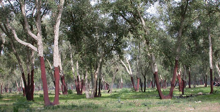 Gestion durable des écosystèmes forestiers face au changement climatique : Voici les recommandations de l’IRES